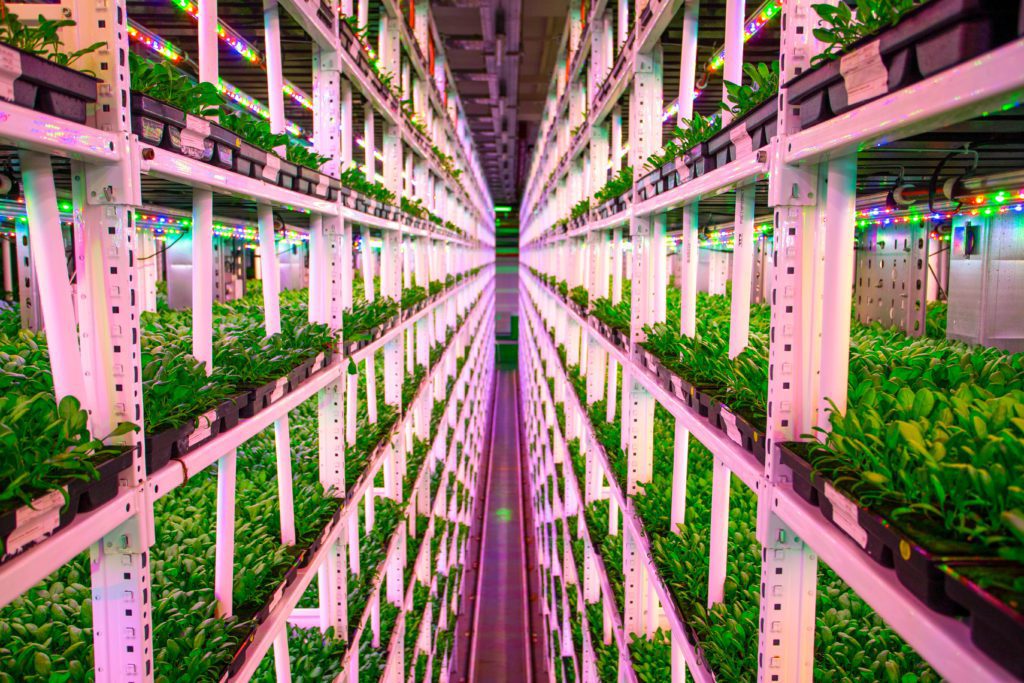 vertical farms are a virtuos example of sustainable food system
