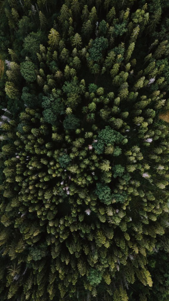 Forest symbolizing sustainability