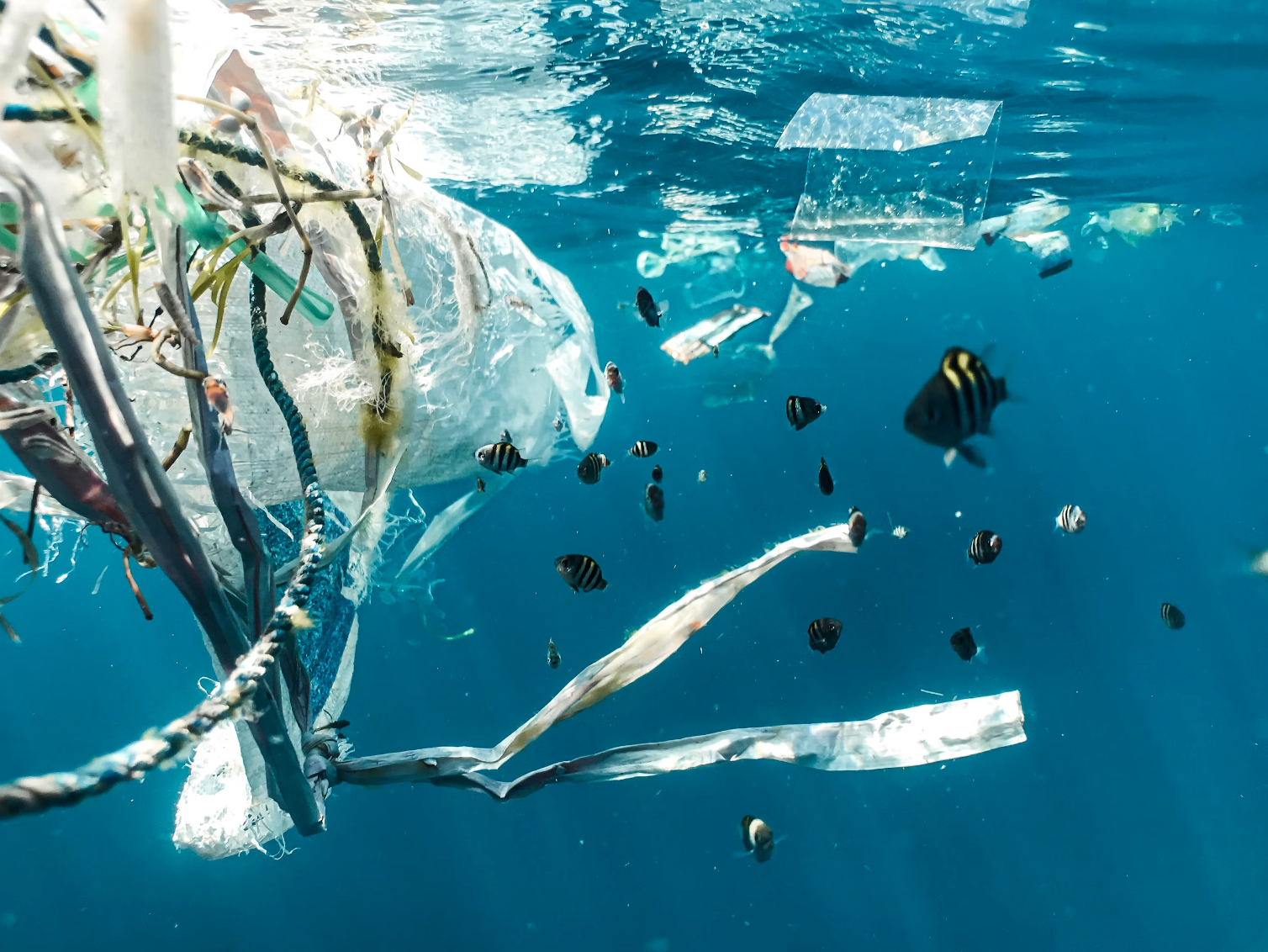 Plastic pollution in the ocean